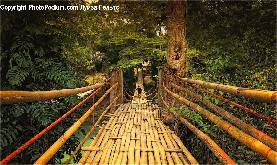 Plant, Tobacco, Fern, Forest, Jungle, Rainforest, Vegetation