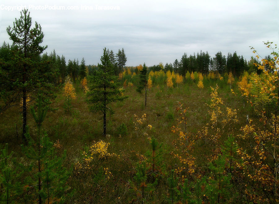 Conifer, Fir, Plant, Tree, Field, Grass, Grassland