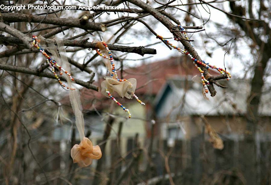 Birch, Tree, Wood, Blossom, Flora, Flower, Plant