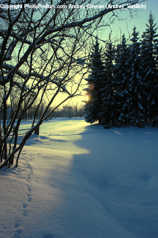 Conifer, Fir, Plant, Tree, Spruce, Wood, Landscape