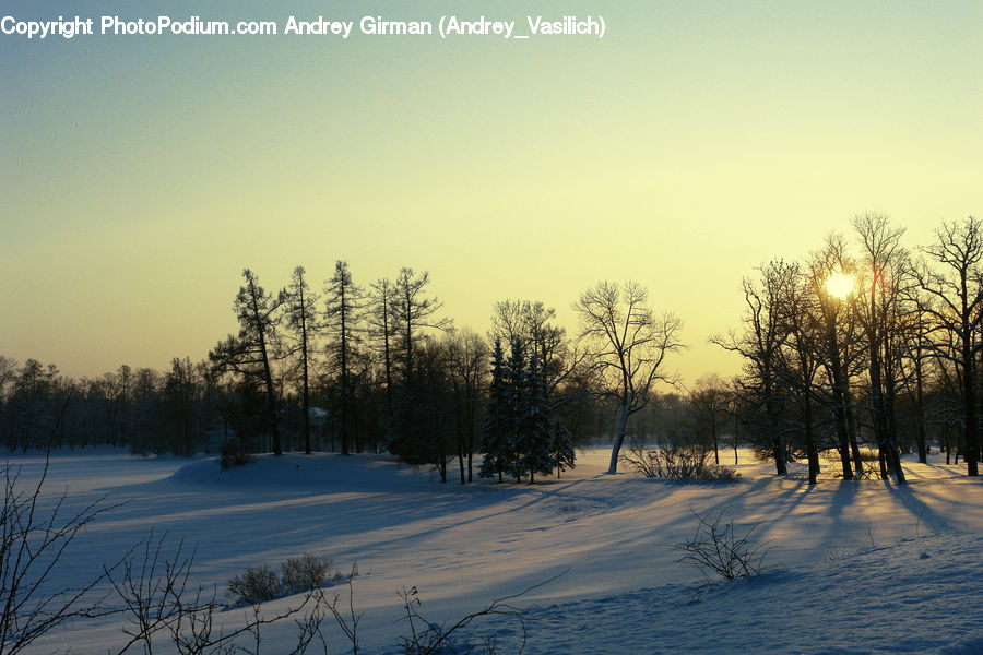 Plant, Tree, Flare, Light, Sunlight, Dawn, Dusk