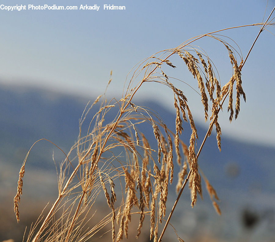 Field, Grass, Grassland, Plant, Grain, Wheat, Blossom