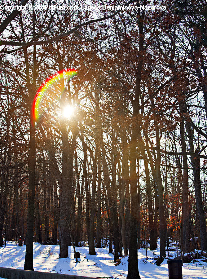 Park, Ice, Outdoors, Snow, Flare, Light, Sunlight