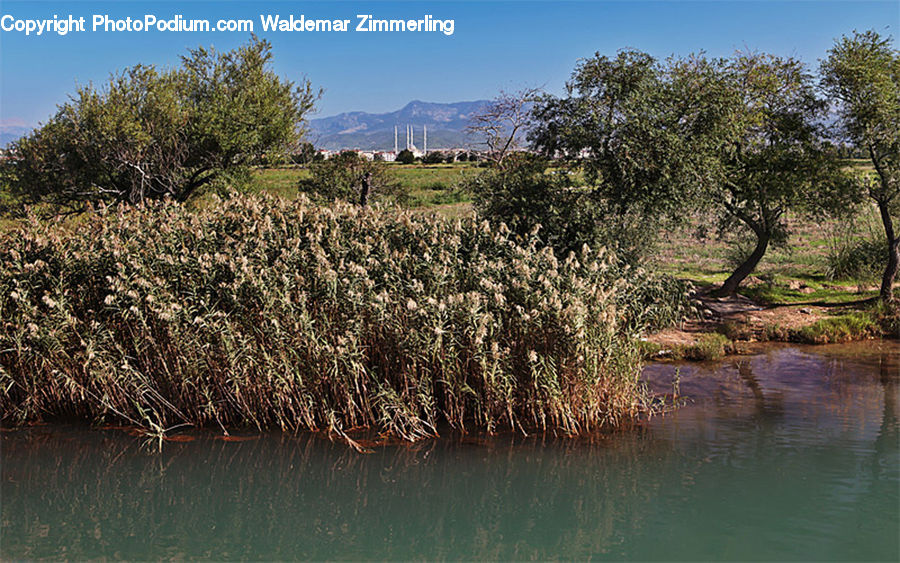Outdoors, Pond, Water, Field, Grass, Grassland, Plant