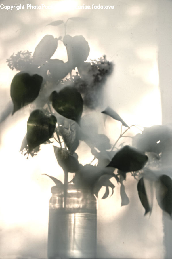 Flare, Light, Sunlight, Dung Beetle, Insect, Invertebrate, Fruit