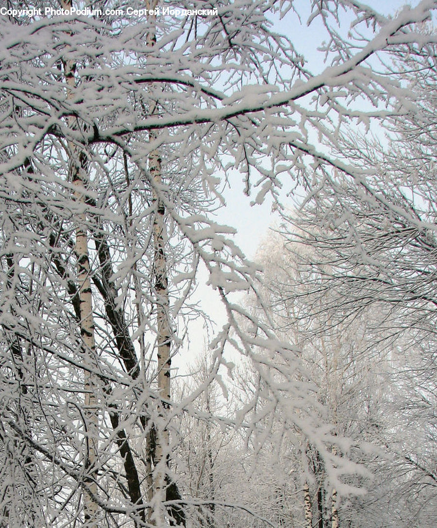 Blizzard, Outdoors, Snow, Weather, Winter, Landscape, Nature