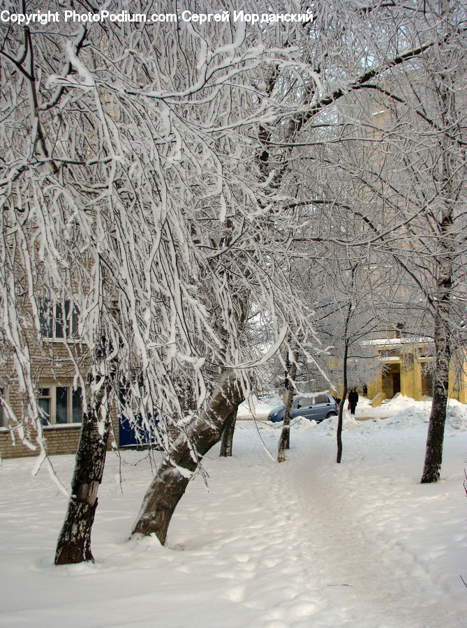 Ice, Outdoors, Snow, Birch, Tree, Wood, Outhouse