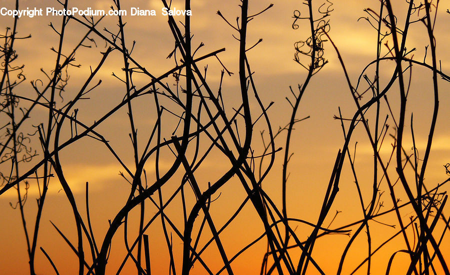 Field, Grass, Grassland, Plant