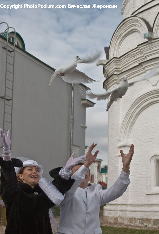 Bird, Seagull, People, Person, Human, Dove, Pigeon