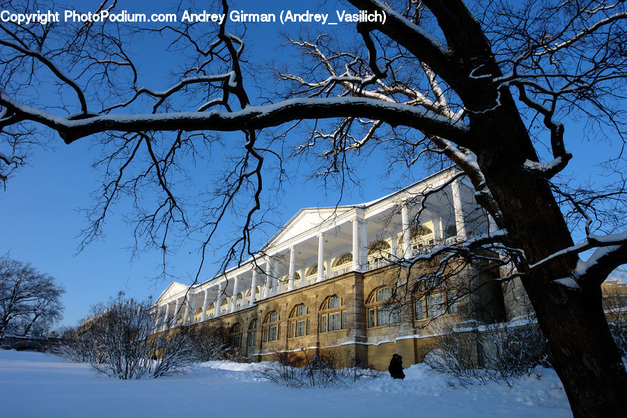 Architecture, Mansion, Oak, Tree, Wood, Campus, Plant
