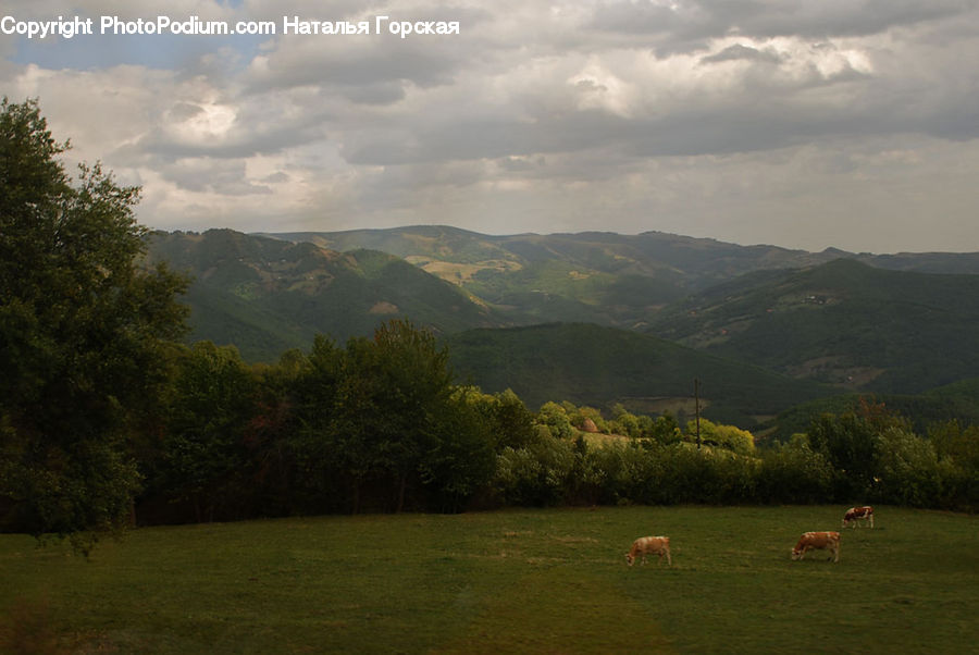 Field, Grass, Grassland, Land, Outdoors, Landscape, Nature