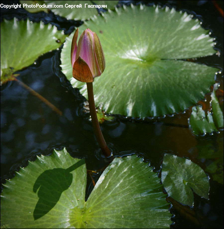 Flower, Lily, Plant, Pond Lily, Blossom, Flora, Water