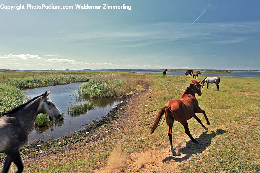 Animal, Colt Horse, Horse, Equestrian, Person, Goat, Mammal
