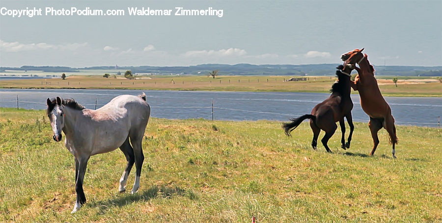 Animal, Horse, Mammal, Colt Horse, Foal, Stallion