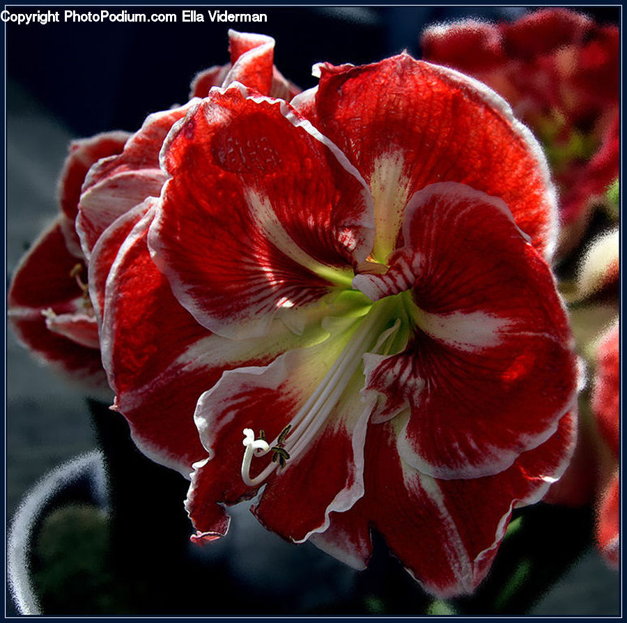 People, Person, Human, Flora, Flower, Gladiolus, Plant