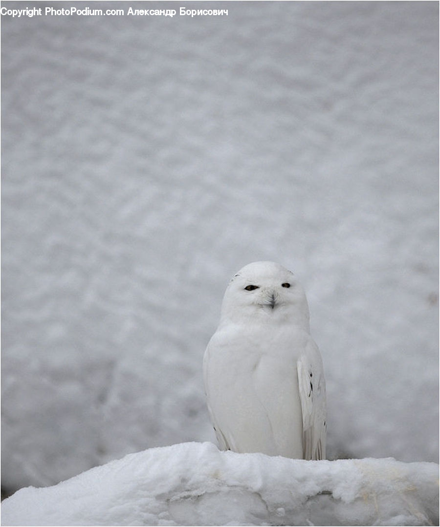 Animal, Arctic Fox, Canine, Fox, Mammal, Bird, Dove