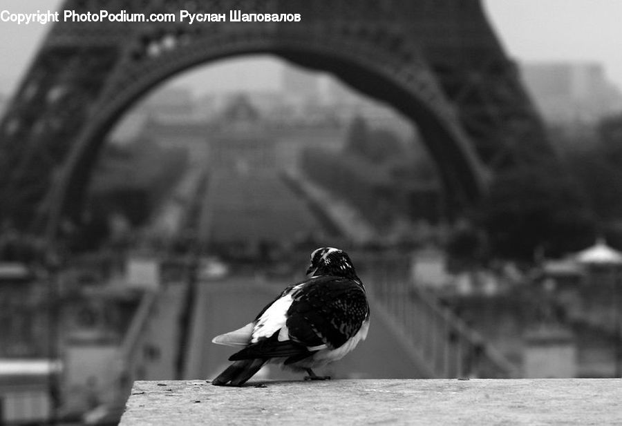 Bird, Pigeon, Blackbird, Crow