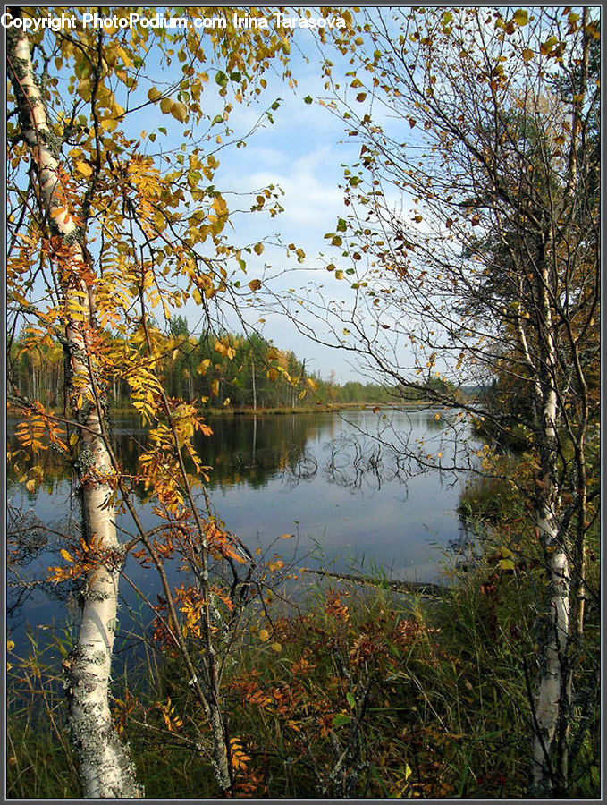 Birch, Tree, Wood, Landscape, Nature, Scenery, Land