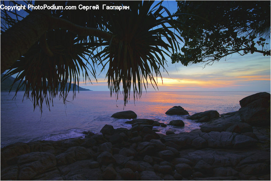 Beach, Coast, Outdoors, Sea, Water, Palm Tree, Plant