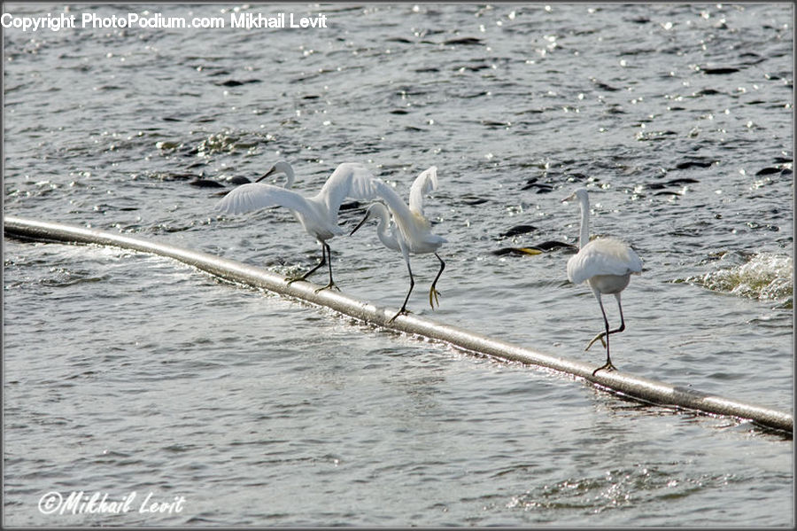 Bird, Swan, Waterfowl, Ardeidae, Crane Bird, Heron, Land