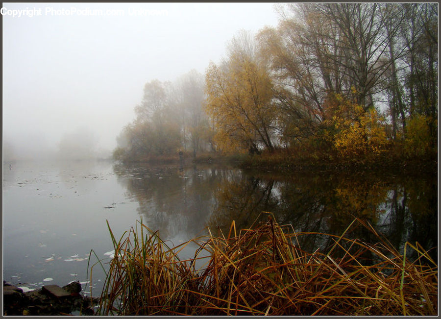 Grass, Plant, Reed, Field, Grassland, Fog, Mist