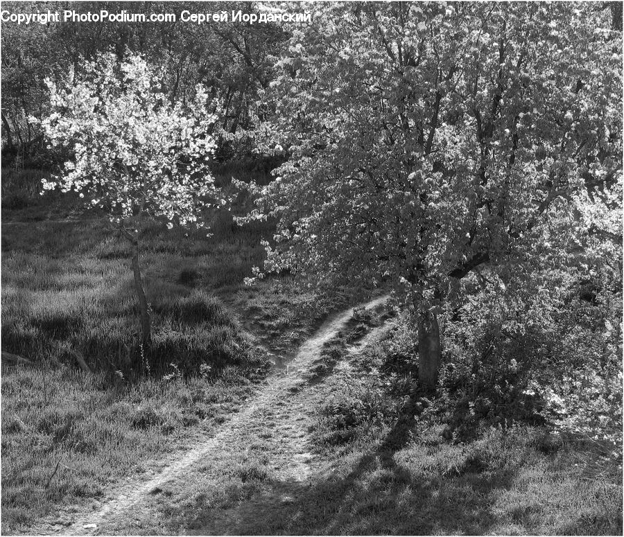 Path, Trail, Plant, Tree, Forest, Grove, Land