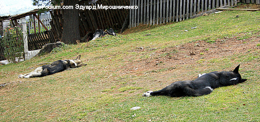 Alligator, Crocodile, Reptile, Animal, Canine, Hyena, Mammal