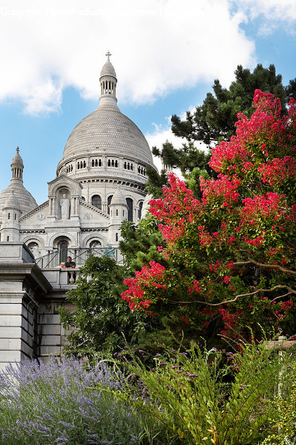 Plant, Potted Plant, Architecture, Dome, Blossom, Flora, Flower