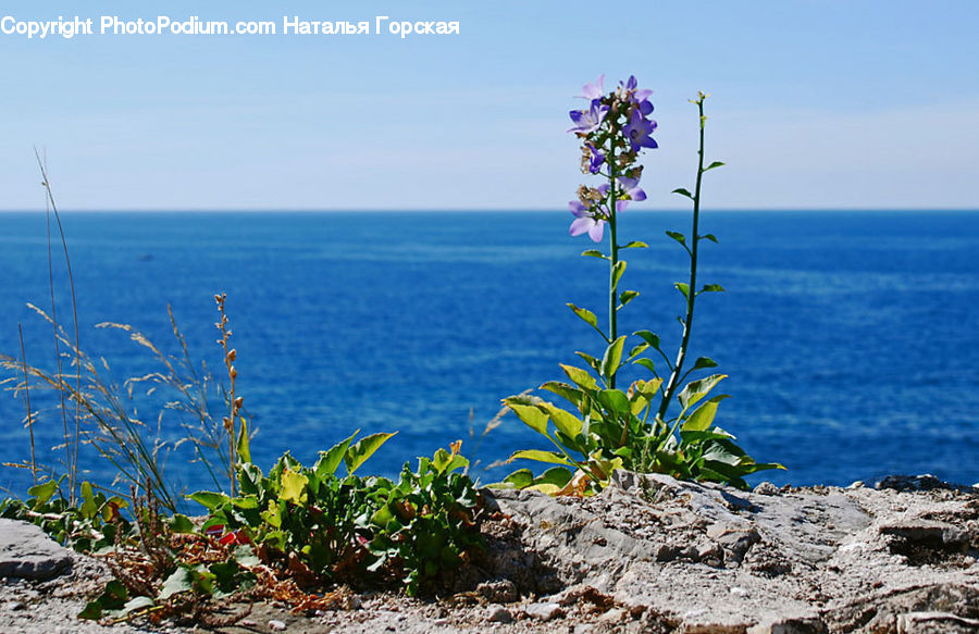 Blossom, Flora, Flower, Plant, Coast, Outdoors, Sea