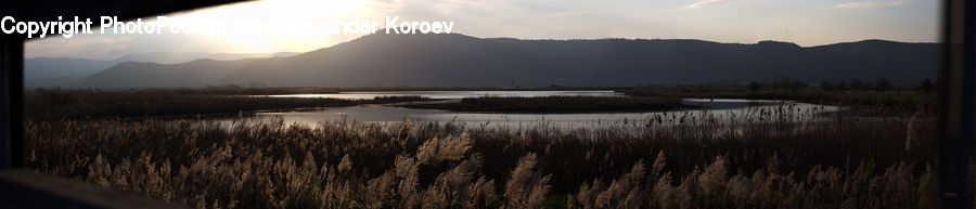 Grass, Plant, Reed, Land, Marsh, Outdoors, Swamp