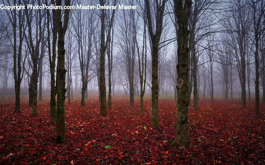 Forest, Vegetation, Maple, Tree, Wood, Grove, Land