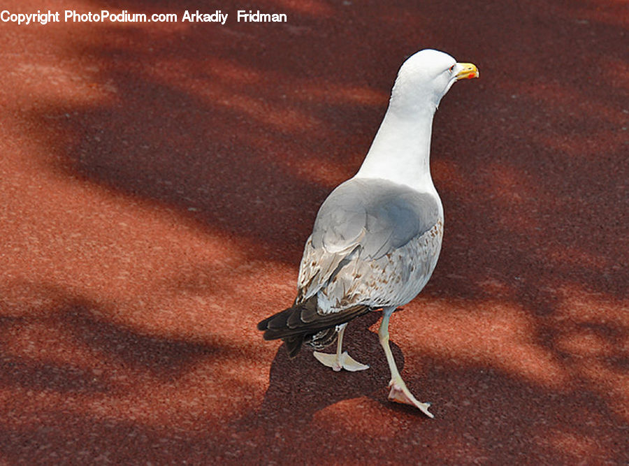Bird, Dove, Pigeon, Seagull