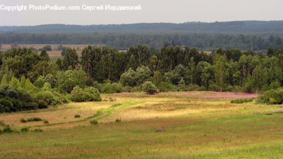 Field, Grass, Grassland, Land, Outdoors, Wilderness, Conifer