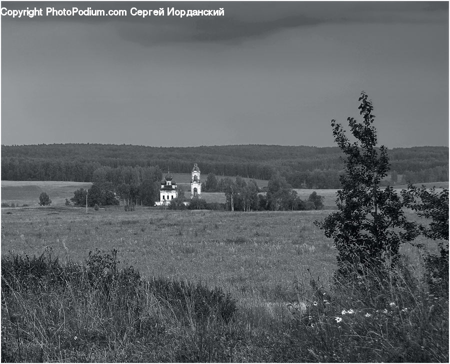 Countryside, Farm, Field, Conifer, Fir, Spruce, Wood