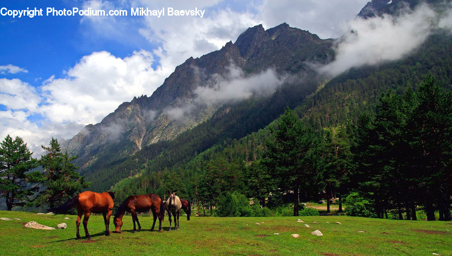 Countryside, Grassland, Meadow, Outdoors, Pasture, Ranch, Animal