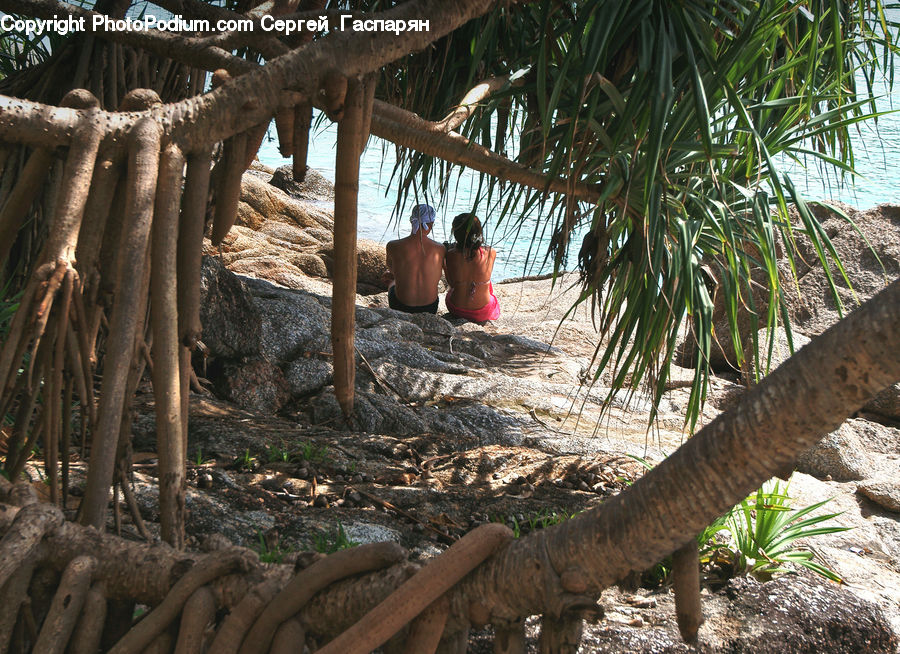 People, Person, Human, Iguana, Lizard, Reptile, Fir