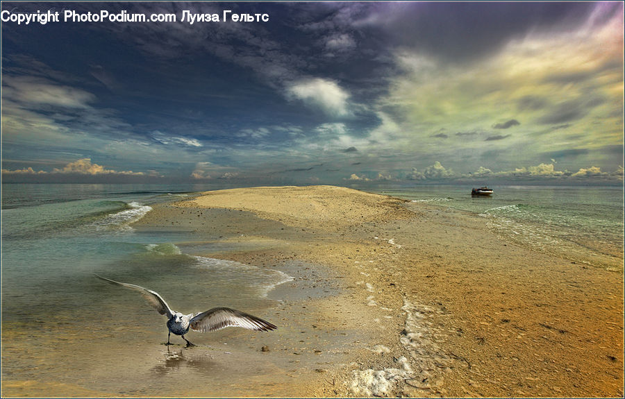 Ardeidae, Bird, Beach, Coast, Outdoors, Sea, Water