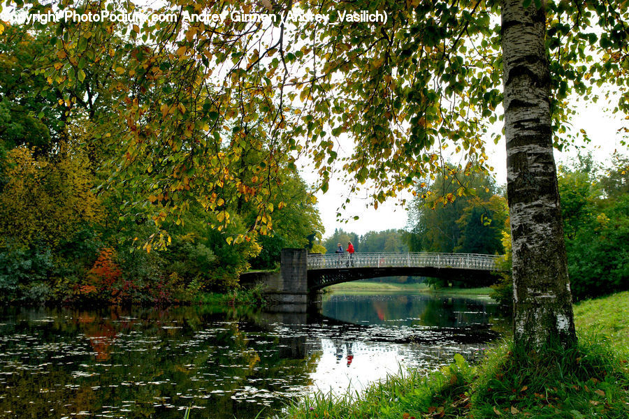 Canal, Outdoors, River, Water, Birch, Tree, Wood