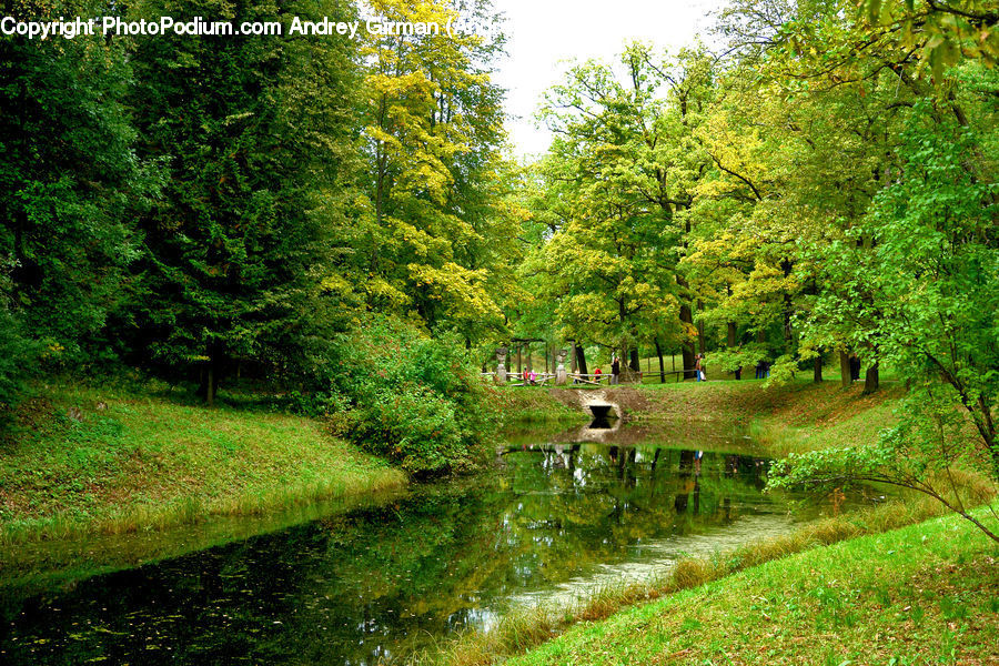 Canal, Outdoors, River, Water, Pond, Forest, Grove