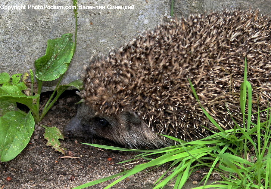 Animal, Hedgehog, Mammal, Porcupine, Rodent, Produce, Vegetable