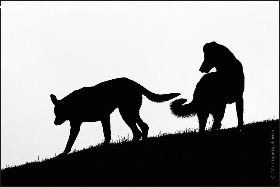 Silhouette, Angus, Animal, Bull, Mammal, Text
