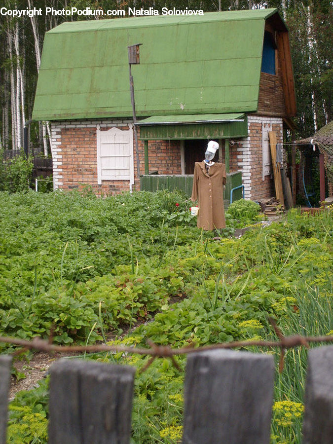 Outhouse, Shack, Conifer, Fir, Plant, Tree, Potted Plant