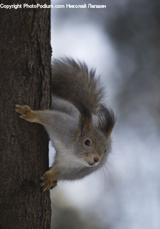 Animal, Mammal, Rodent, Squirrel