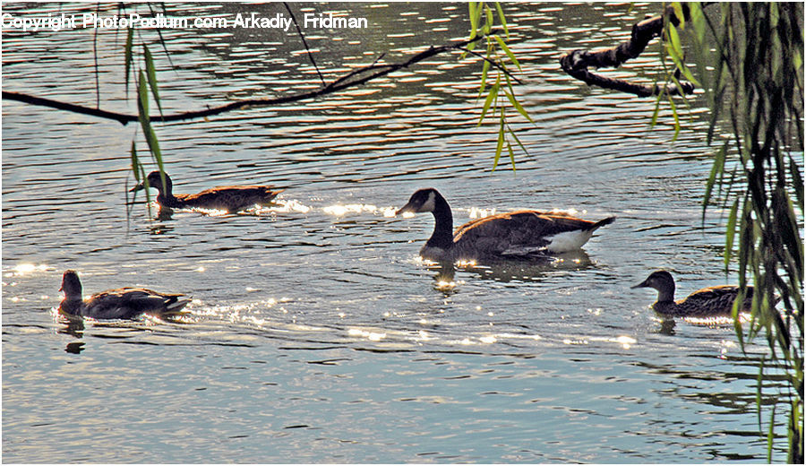 Bird, Goose, Waterfowl, Duck, Teal, Grass, Plant