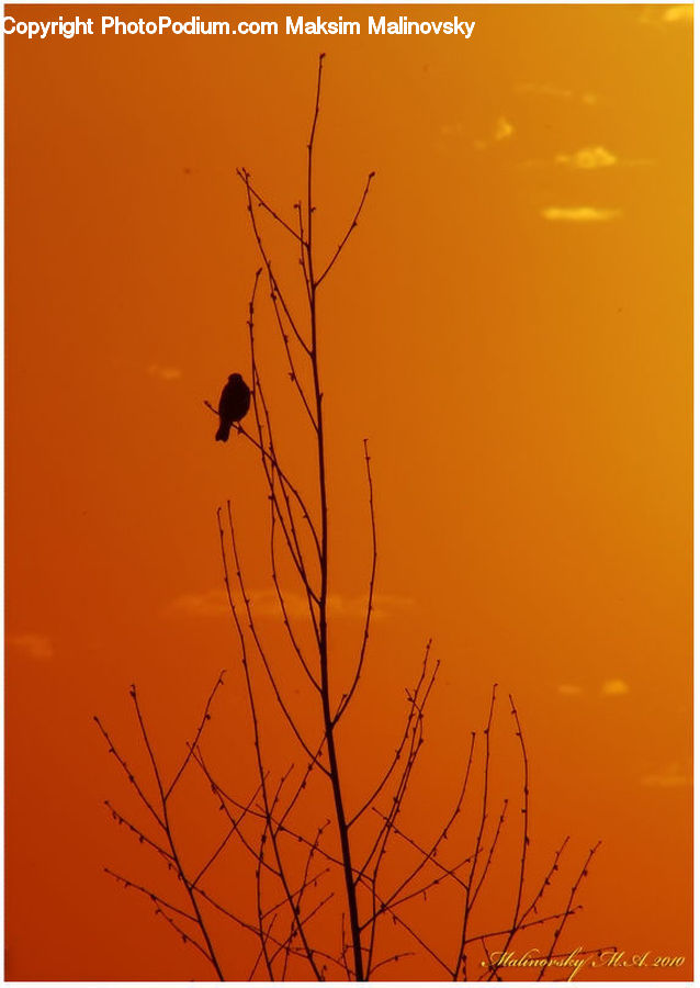 Bird, Blackbird, Silhouette, Agelaius, Crow