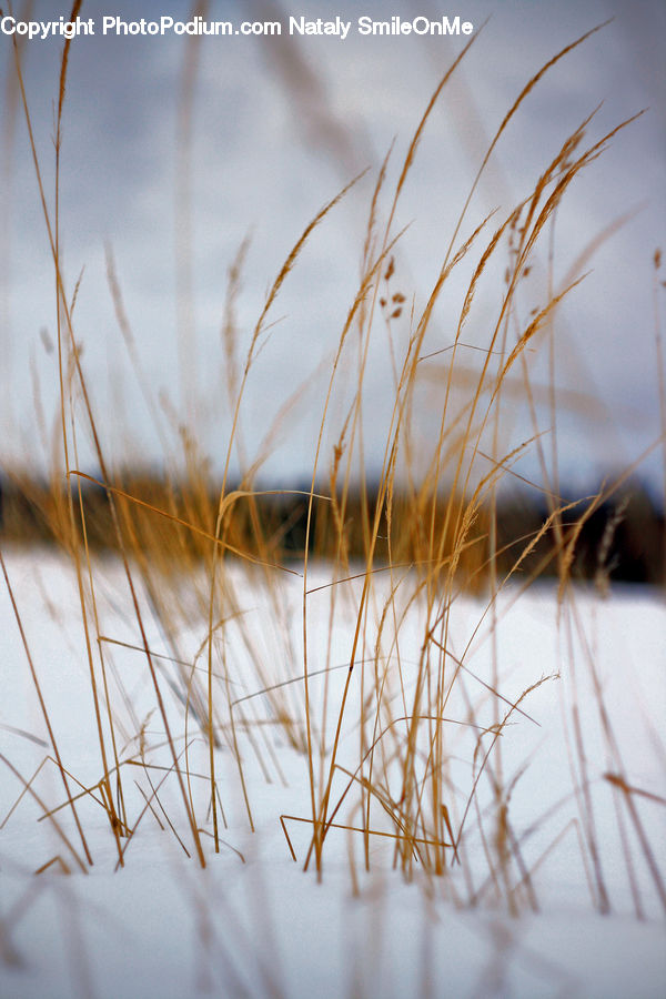 Field, Grass, Grassland, Plant