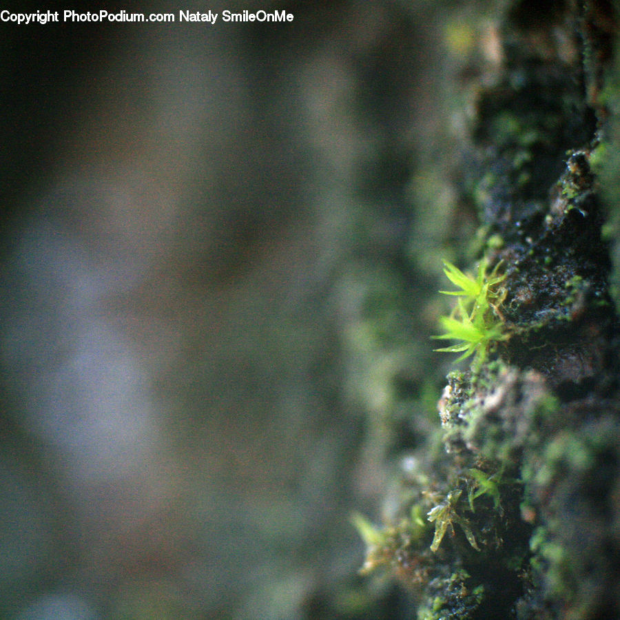 Conifer, Fir, Plant, Tree, Moss, Algae, Pine