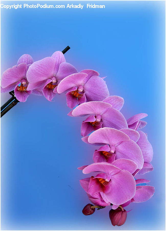 Blossom, Flora, Flower, Orchid, Plant, Geranium, Gladiolus