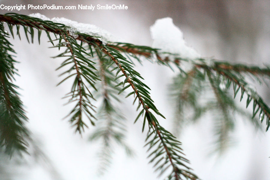 Conifer, Fir, Plant, Tree, Pine, Spruce, Wood