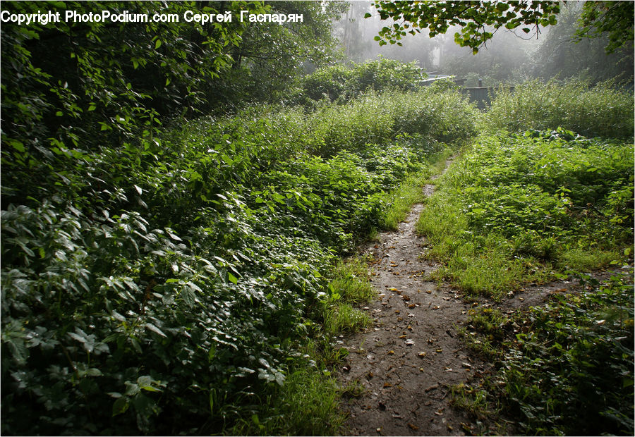 Plant, Potted Plant, Dirt Road, Gravel, Road, Forest, Jungle